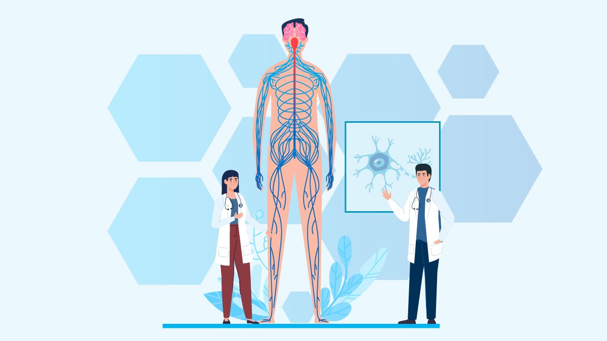 Huge Body Anatomy Standing while Two Doctors Talking About Multiple Sclerosis