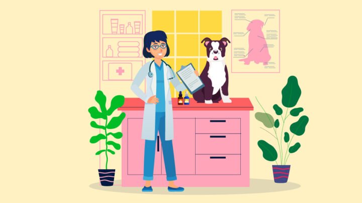 veterinarian checking on a dog in her clinic with CBD Oil