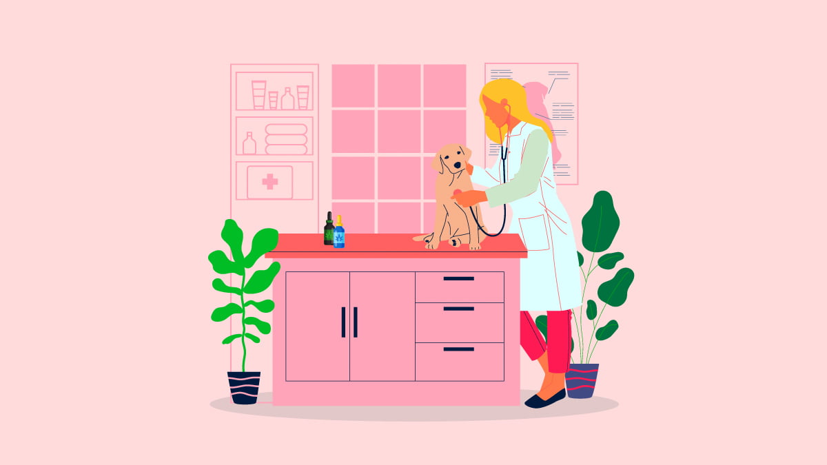 veterinarian checking on a dog in her clinic with CBD Oil