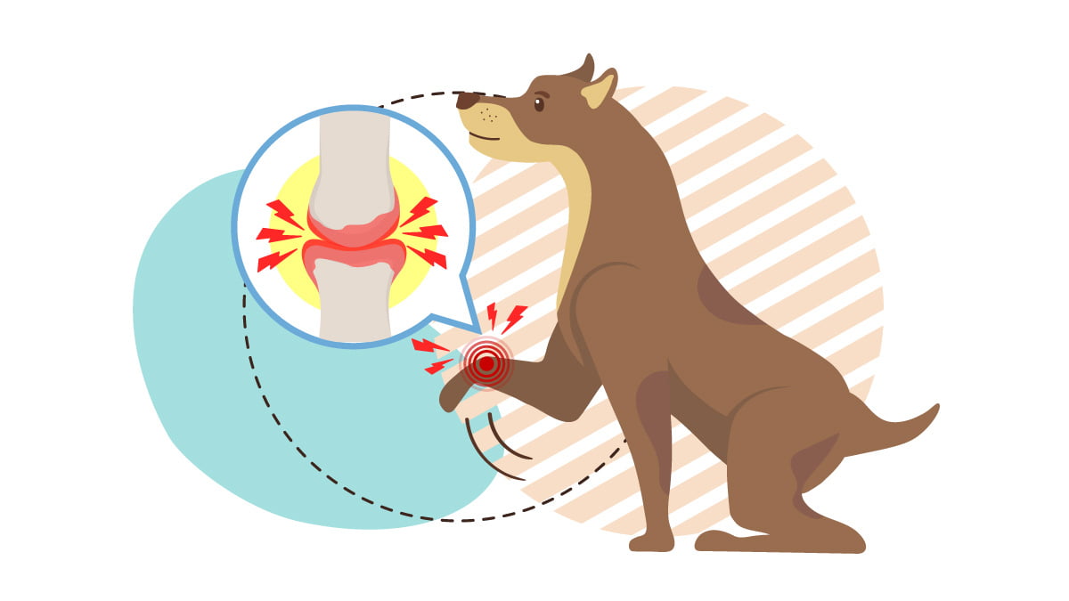 Illustration of a Brown Dog With Arthritis on his Knee
