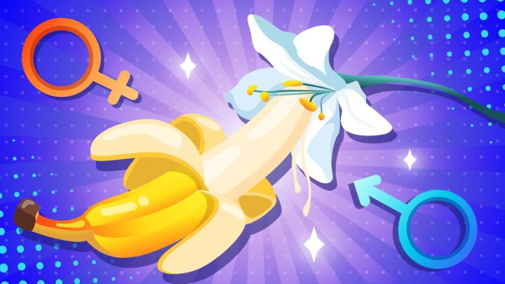 Illustration of a banana, a flower, and both gender symbols