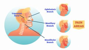 Which Are The Best CBD Gummies For Dogs
