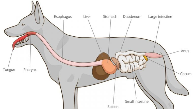 Dog Diarrhea: Causes & Natural Treatments, Remedies - CFAH