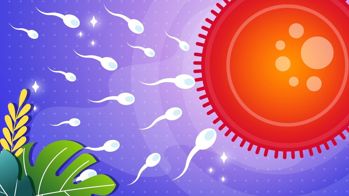 Illustration of sperm cells approaching the egg cell.