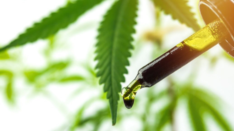CBD Oil in a Dropper with Hemp Leaves on the Background