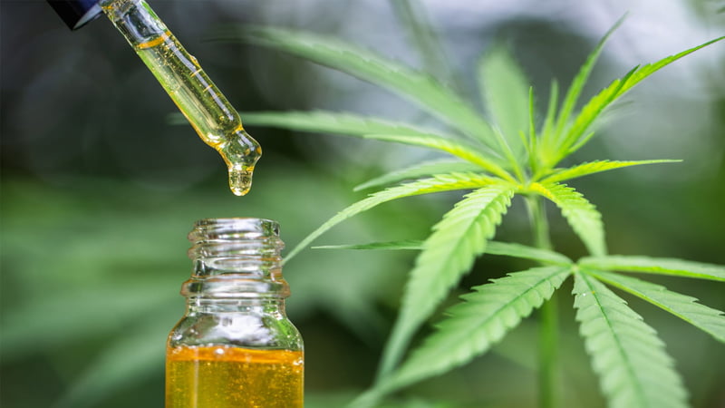 CBD Oil in Dropper Pulled Out from Bottle Beside Hemp Leaves