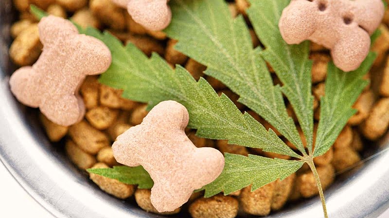 CBD Dog Treats in a bowl with a hemp leaf on top