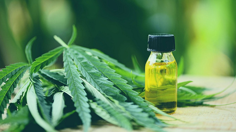 CBD oil in a bottle with hemp leaves on the side