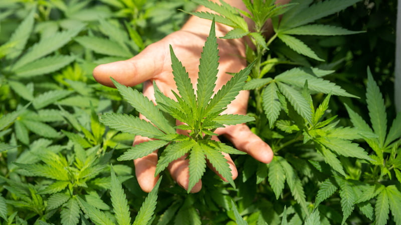 a hand holding a hemp leaf