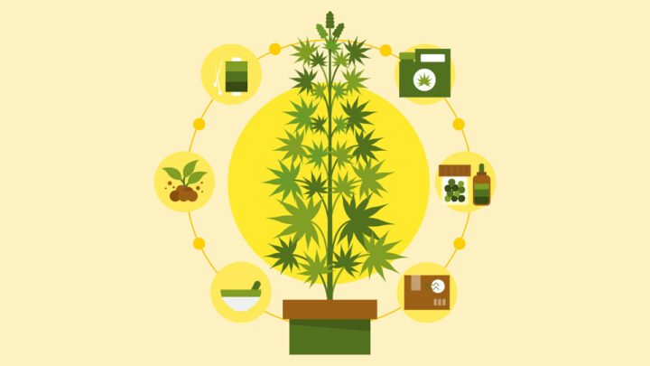 illustration of a hemp plant and hemp products