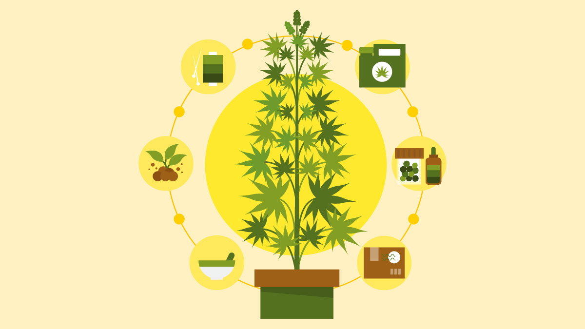 illustration of a hemp plant and hemp products