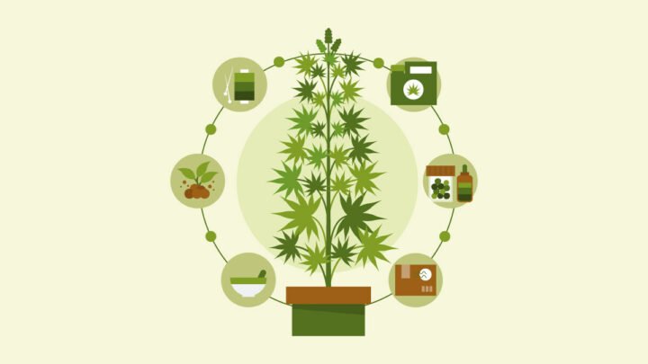 illustration of a hemp plant and hemp products