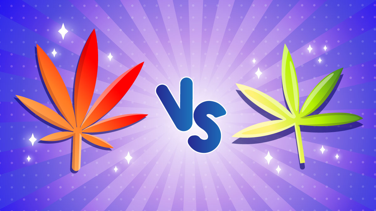 Illustration of Hemp vs Marijuana