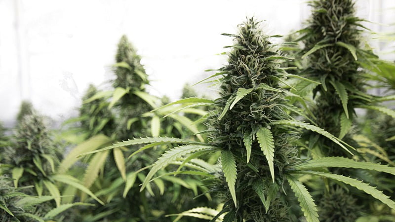 a photo of cannabis plants