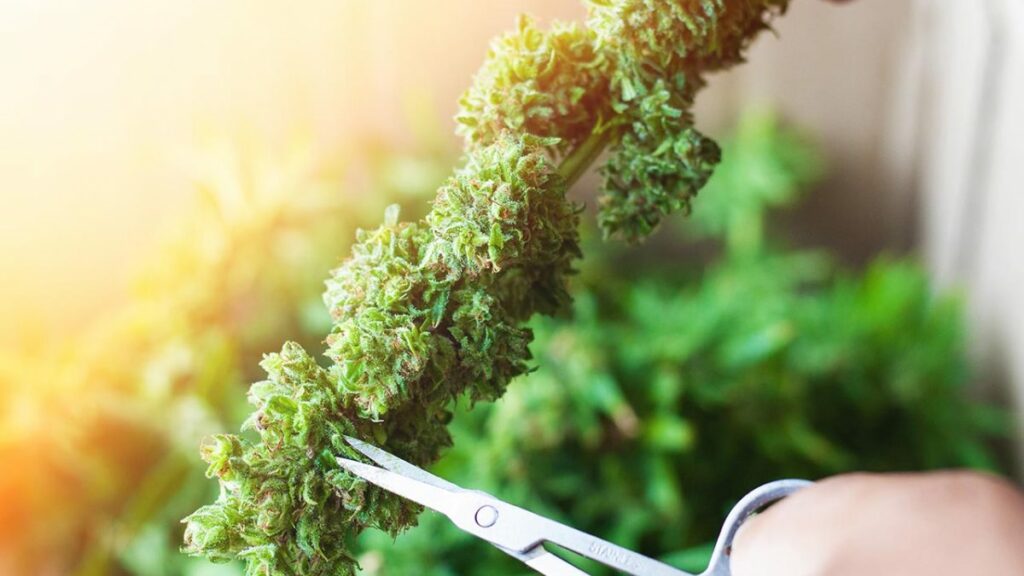 76 Incredible Real-Life Products Made from Hemp | CFAH