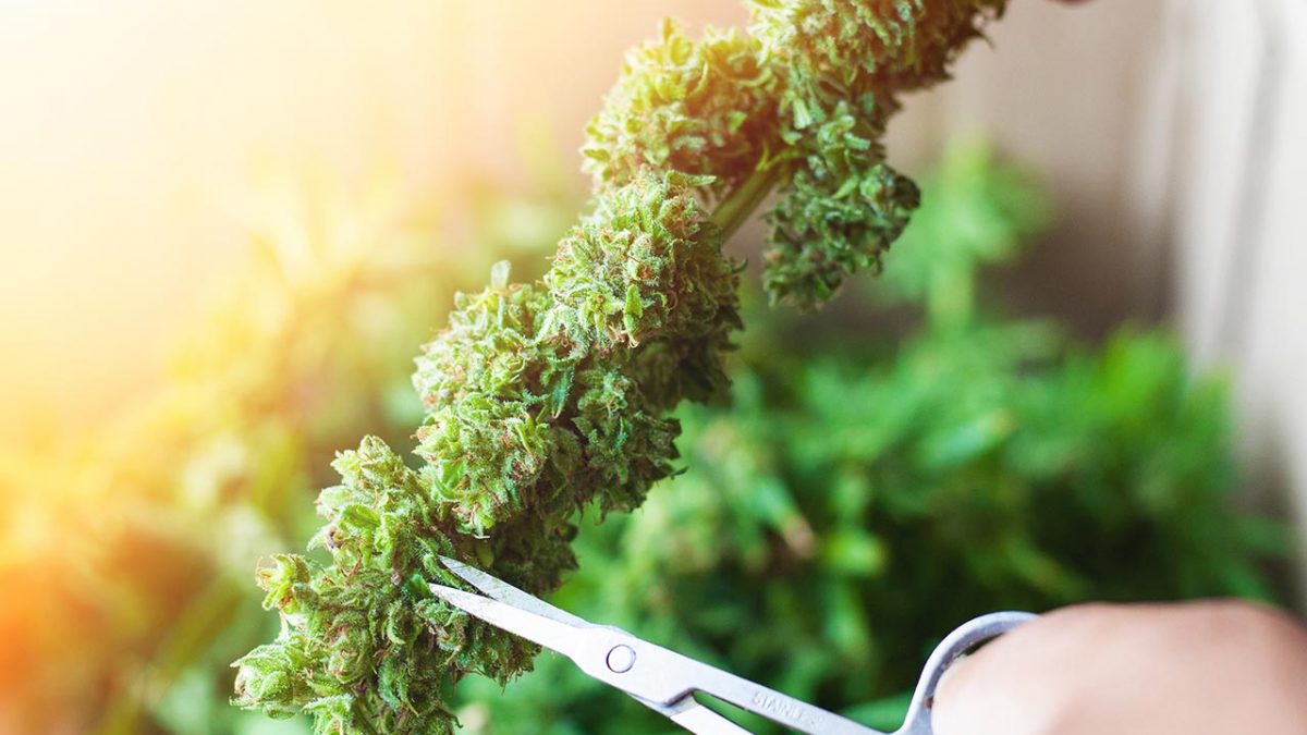Hemp Plants Trimmed from Harvest for Processing
