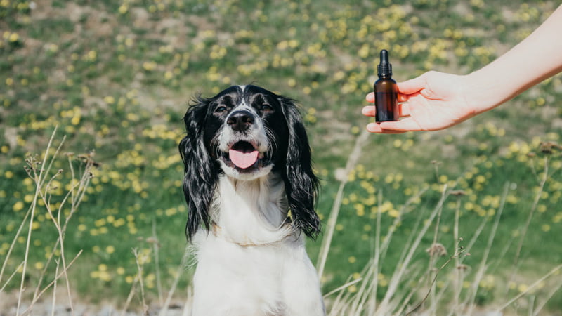 A Large Size Dog Sitting on the Field with CBD Oil Handed Over to Him