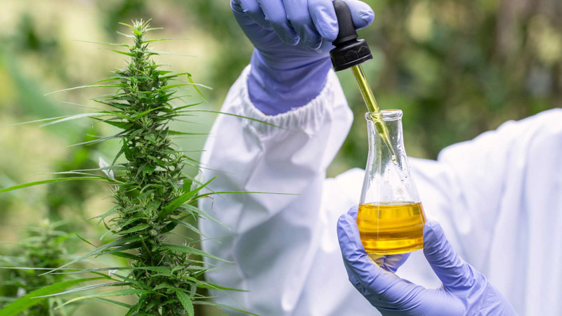 Researcher Examine CBD Oil Effects on the Brain in the Hemp Field