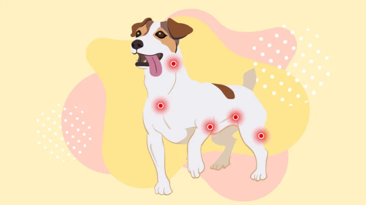 Illustration of a Dog with Lymphoma