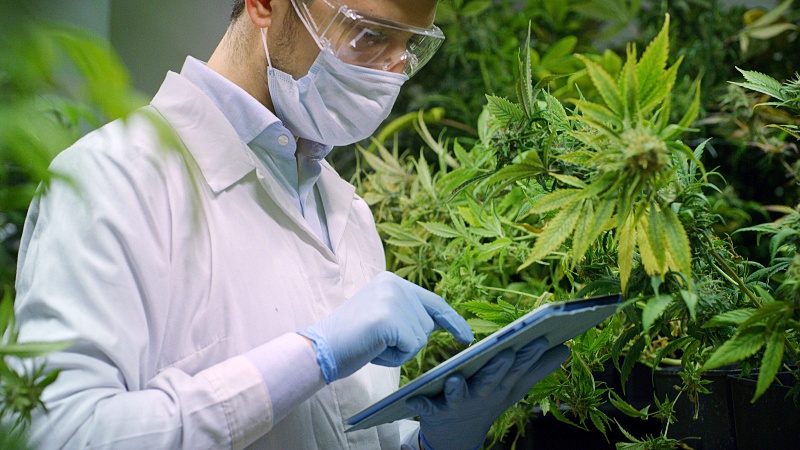 a scientist using a tablet with hemp plants around him