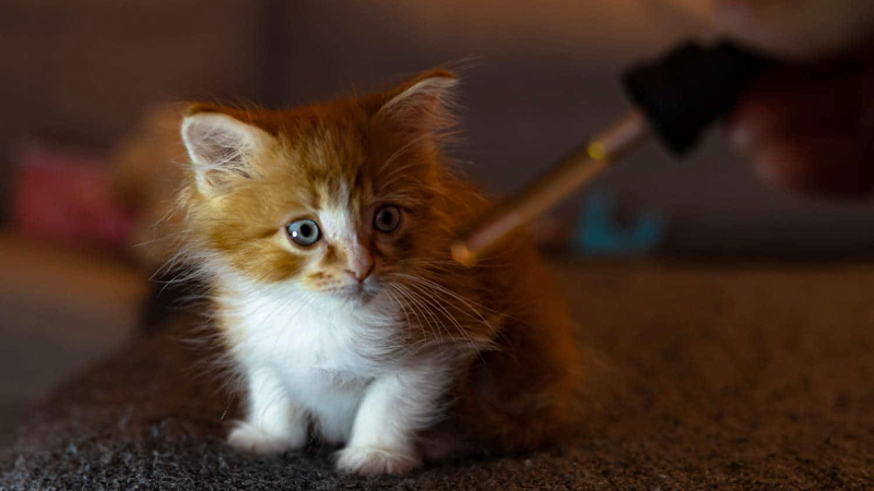 CBD Oil on a Pipette in Front of a Kitten