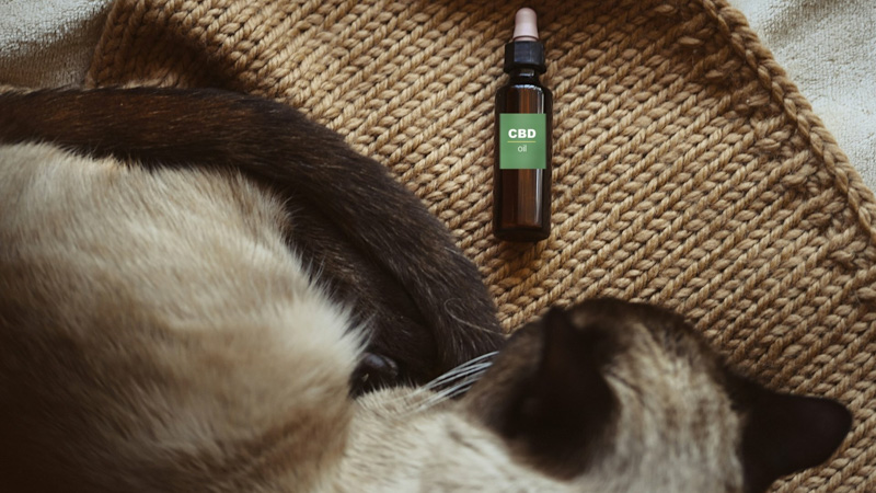 CBD Oil On the Floor Beside a Cat with Seizures