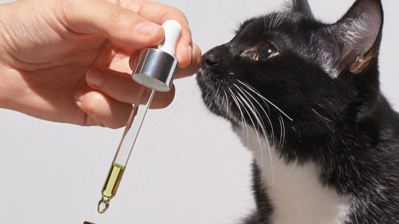 CBD Oil in a Dropper Beside a Black Cat