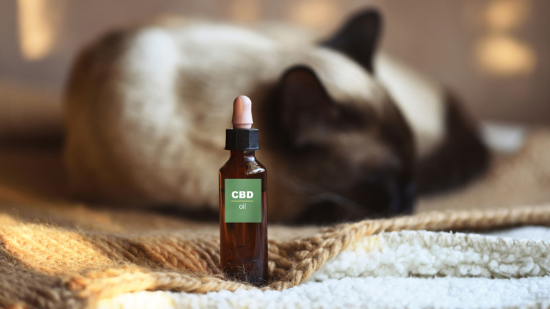 CBD Oil with a Cat with Kidney Disease on the Background