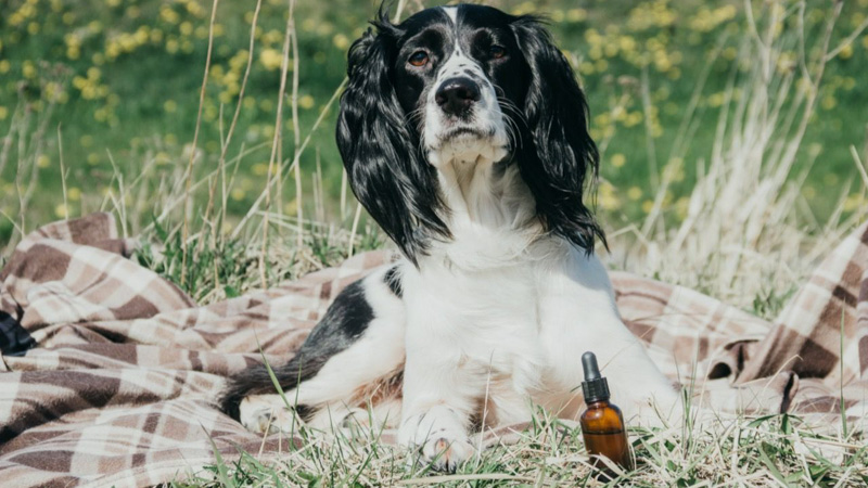 Dogs Lying on the Field with CBD Oil in Front
