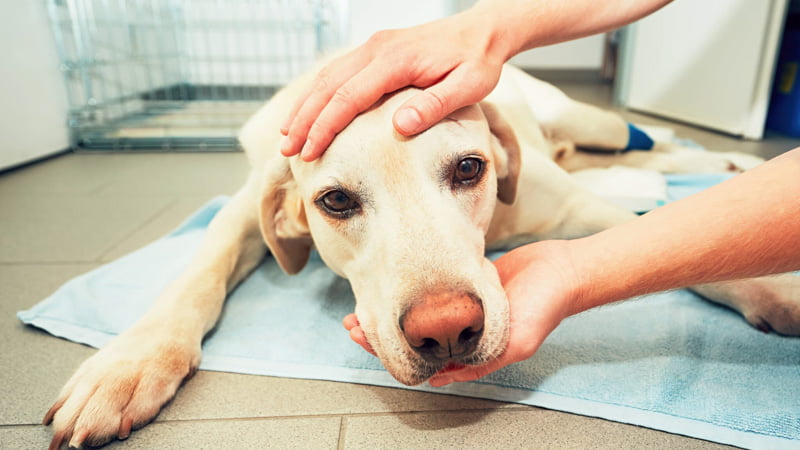 Sick Dog with Lymphoma on the Floor