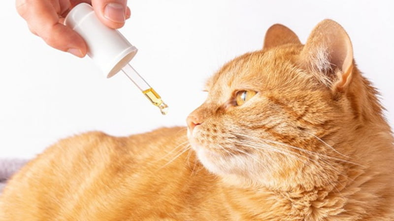 CBD Oil in Pipette Given to an Orange Cat with Kidney Disease