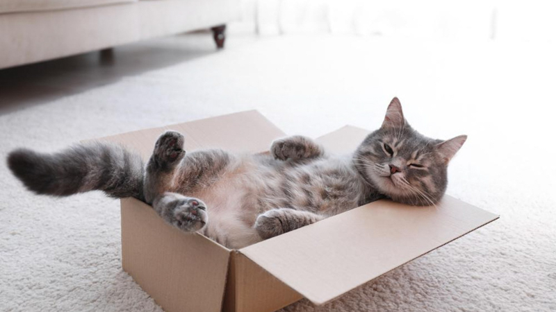Cat With Seizures Lying on a Box