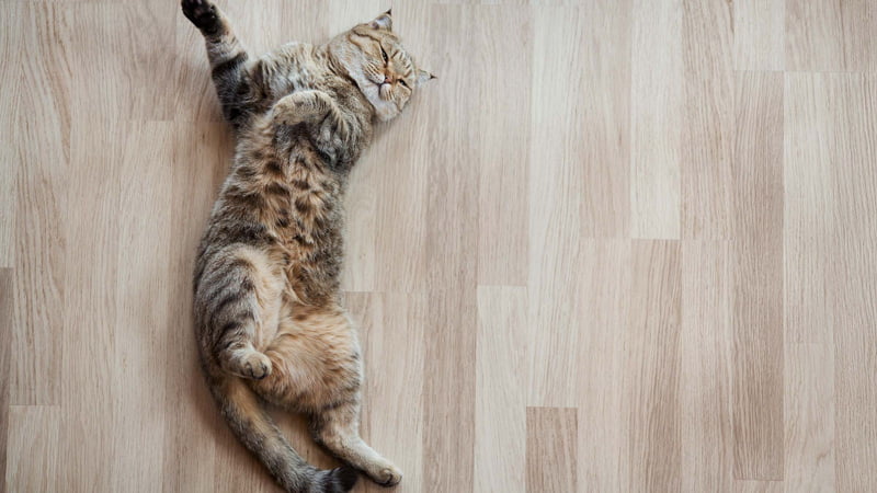 Cat with Seizures Lying on the Floor