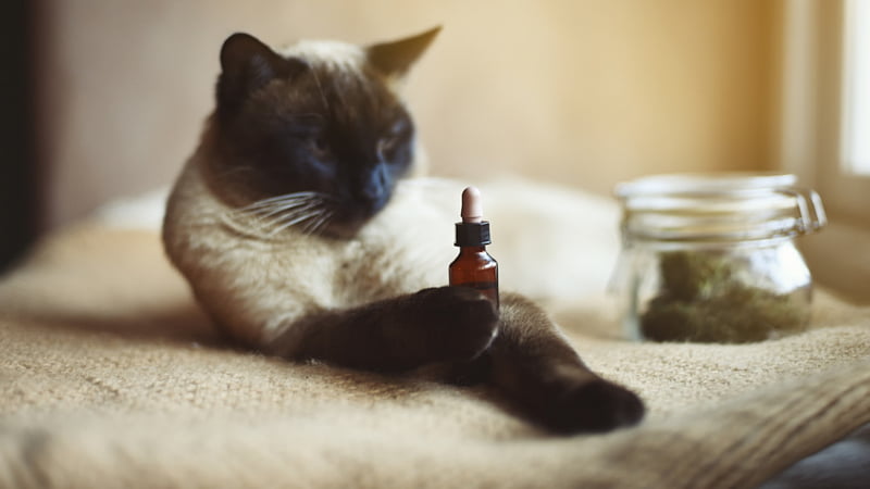 Cat with Kidney Disease Looking at CBD Oil in Front