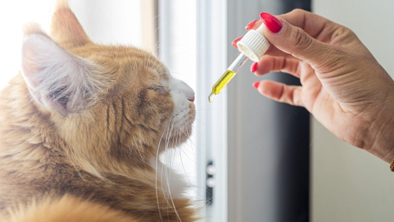 CBD Oil in Dropper Given to a Cat Sitting Near a Window