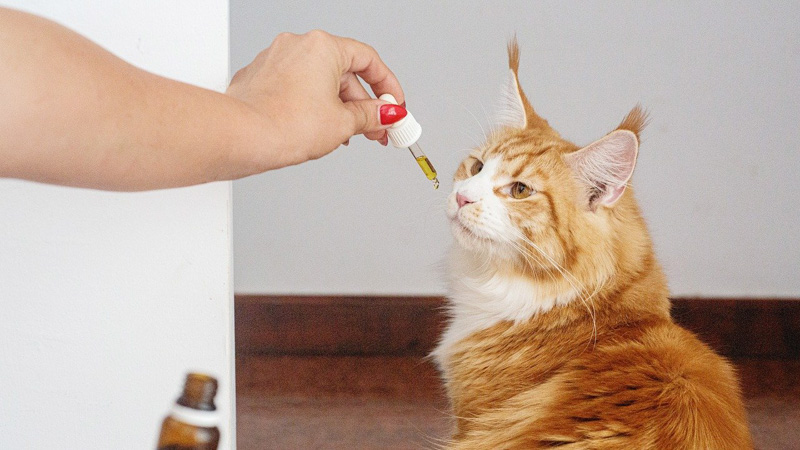 A Cat Given CBD Oil by the Owner