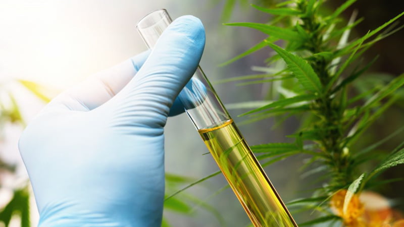 Hand in Blue Gloves Holding CBD Oil in the Test Tube Hemp Plants Background