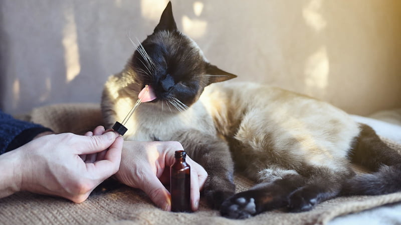 An Owner Giving CBD Oil to a Cat Lying on the Surface