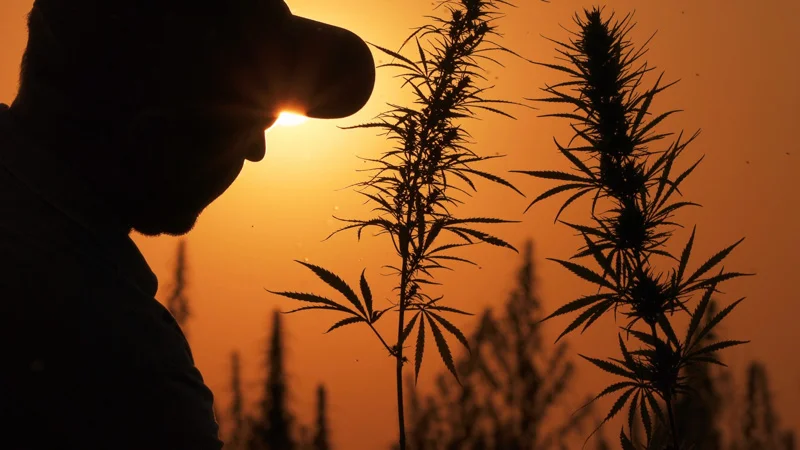 Person Beside Hemp Plant in a Sunset Background