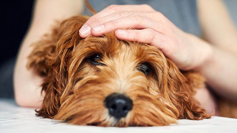 Woman holding her anxious dog as he looks at the camera with her hand on his head