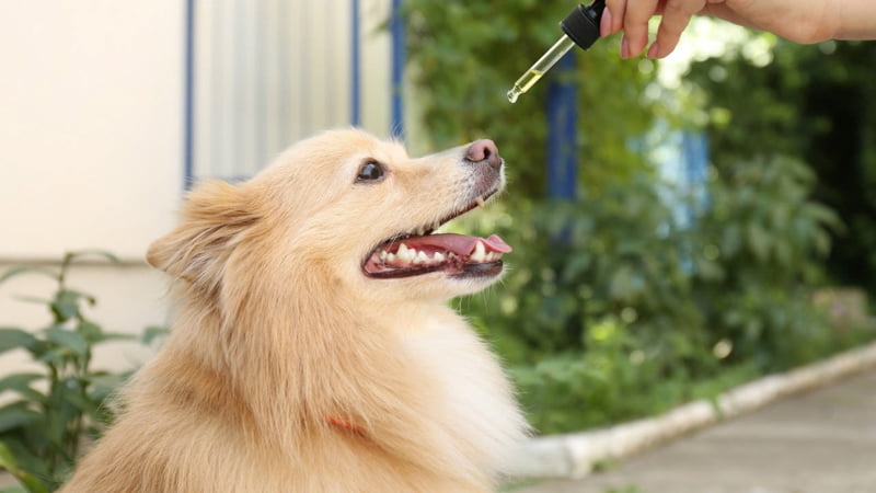 CBD Oil and a Sitting Dog