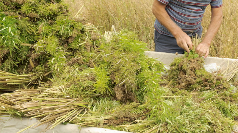 Harvest of Hemp Plants from the Field