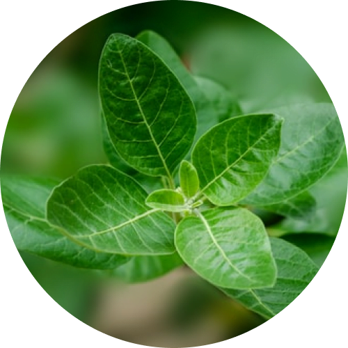 How to Deal with Depression & Anxiety List of Top 10 Best Natural