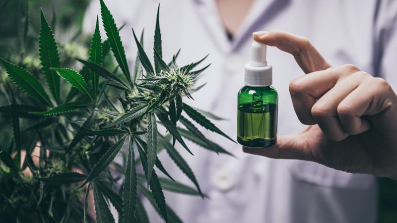 Researcher Holding CBD Oil Beside the Hemp Plants