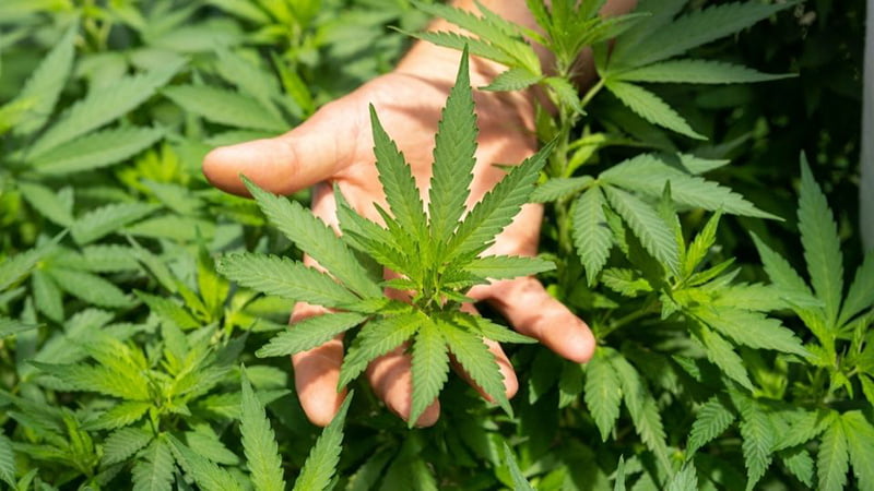 Hand Skin Touching Hemp Leaves