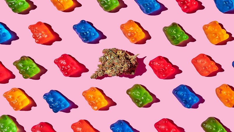 Delta 8 THC Gummies and Hemp Bud in Pink Background