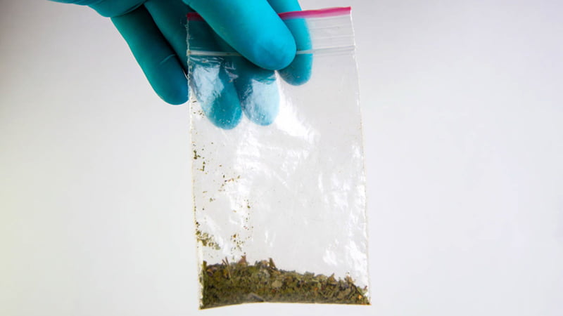 synthetic cannabinoid in the plantation