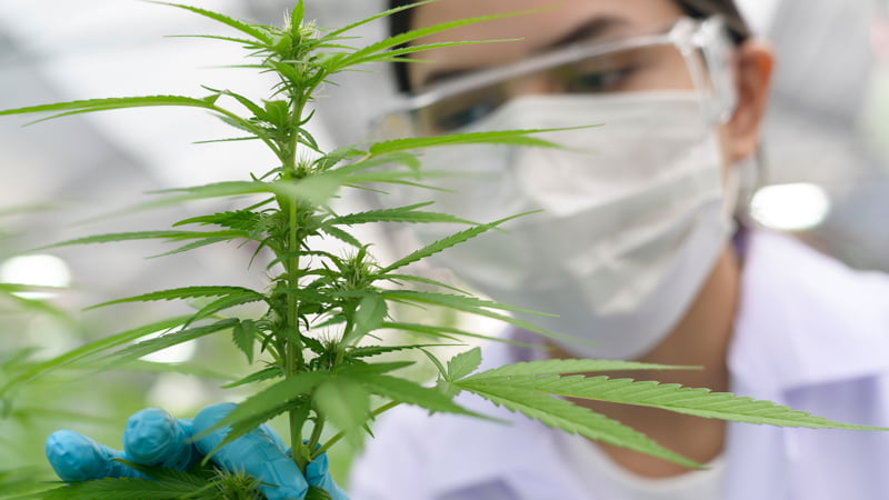 Researcher Holding a Hemp Plant