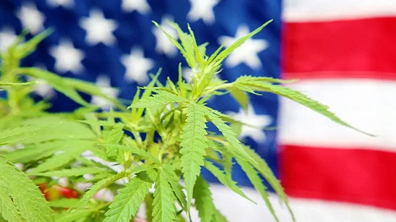 Hemp plant and US Flag in the Beackground