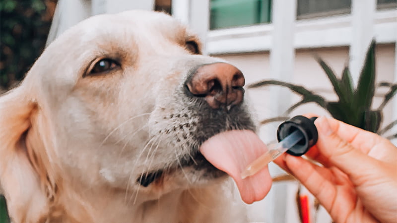 Hand Holding CBD Oil Drops to Dog's TongueDog